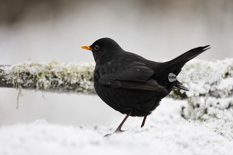 黑鸟(Turdus merula)冬季雄性